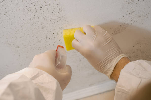 Trusted Silver Ridge, NJ Mold Inspection, Removal & Remediation Experts